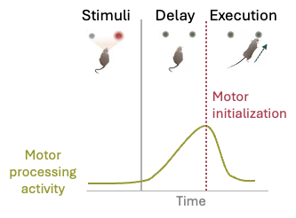 Understanding more about the brain and developing models featured image
