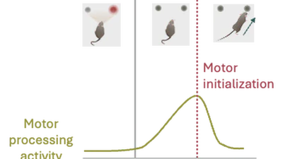 Understanding more about the brain and developing models featured image